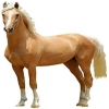 https://www.americanbreeder.com/images/com_adsmanager/categories/1202cat_t.jpg