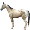 https://www.americanbreeder.com/images/com_adsmanager/categories/1203cat_t.jpg