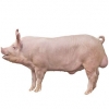https://www.americanbreeder.com/images/com_adsmanager/categories/1209cat_t.jpg