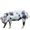https://www.americanbreeder.com/images/com_adsmanager/categories/1212cat_t.jpg