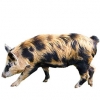 https://www.americanbreeder.com/images/com_adsmanager/categories/1213cat_t.jpg
