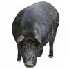 https://www.americanbreeder.com/images/com_adsmanager/categories/1214cat_t.jpg