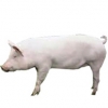 https://www.americanbreeder.com/images/com_adsmanager/categories/1217cat_t.jpg