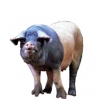 https://www.americanbreeder.com/images/com_adsmanager/categories/1219cat_t.jpg