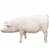 https://www.americanbreeder.com/images/com_adsmanager/categories/1220cat_t.jpg