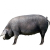 https://www.americanbreeder.com/images/com_adsmanager/categories/1221cat_t.jpg