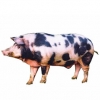 https://www.americanbreeder.com/images/com_adsmanager/categories/1229cat_t.jpg