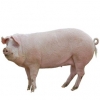 https://www.americanbreeder.com/images/com_adsmanager/categories/1231cat_t.jpg