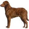 https://www.americanbreeder.com/images/com_adsmanager/categories/123cat_t.jpg