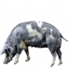 https://www.americanbreeder.com/images/com_adsmanager/categories/1242cat_t.jpg