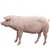 https://www.americanbreeder.com/images/com_adsmanager/categories/1243cat_t.jpg
