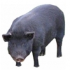 https://www.americanbreeder.com/images/com_adsmanager/categories/1244cat_t.jpg