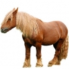 https://www.americanbreeder.com/images/com_adsmanager/categories/1246cat_t.jpg