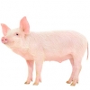 https://www.americanbreeder.com/images/com_adsmanager/categories/1247cat_t.jpg