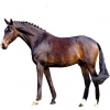 https://www.americanbreeder.com/images/com_adsmanager/categories/1250cat_t.jpg