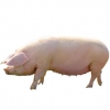 https://www.americanbreeder.com/images/com_adsmanager/categories/1258cat_t.jpg