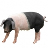 https://www.americanbreeder.com/images/com_adsmanager/categories/1261cat_t.jpg
