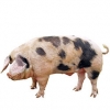 https://www.americanbreeder.com/images/com_adsmanager/categories/1262cat_t.jpg