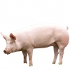 https://www.americanbreeder.com/images/com_adsmanager/categories/1264cat_t.jpg