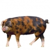 https://www.americanbreeder.com/images/com_adsmanager/categories/1265cat_t.jpg