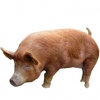 https://www.americanbreeder.com/images/com_adsmanager/categories/1266cat_t.jpg