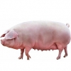 https://www.americanbreeder.com/images/com_adsmanager/categories/1267cat_t.jpg