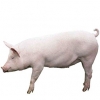 https://www.americanbreeder.com/images/com_adsmanager/categories/1268cat_t.jpg