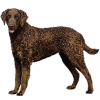 https://www.americanbreeder.com/images/com_adsmanager/categories/126cat_t.jpg