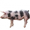 https://www.americanbreeder.com/images/com_adsmanager/categories/1270cat_t.jpg