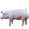 https://www.americanbreeder.com/images/com_adsmanager/categories/1273cat_t.jpg