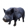https://www.americanbreeder.com/images/com_adsmanager/categories/1274cat_t.jpg