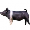 https://www.americanbreeder.com/images/com_adsmanager/categories/1275cat_t.jpg