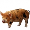 https://www.americanbreeder.com/images/com_adsmanager/categories/1276cat_t.jpg