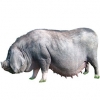 https://www.americanbreeder.com/images/com_adsmanager/categories/1278cat_t.jpg
