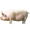 https://www.americanbreeder.com/images/com_adsmanager/categories/1279cat_t.jpg