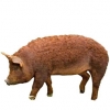 https://www.americanbreeder.com/images/com_adsmanager/categories/1283cat_t.jpg