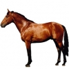 https://www.americanbreeder.com/images/com_adsmanager/categories/1285cat_t.jpg