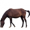 https://www.americanbreeder.com/images/com_adsmanager/categories/1286cat_t.jpg