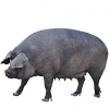 https://www.americanbreeder.com/images/com_adsmanager/categories/1289cat_t.jpg