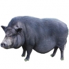 https://www.americanbreeder.com/images/com_adsmanager/categories/1290cat_t.jpg