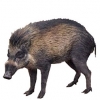 https://www.americanbreeder.com/images/com_adsmanager/categories/1292cat_t.jpg