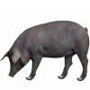 https://www.americanbreeder.com/images/com_adsmanager/categories/1294cat_t.jpg