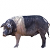 https://www.americanbreeder.com/images/com_adsmanager/categories/1295cat_t.jpg