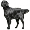 https://www.americanbreeder.com/images/com_adsmanager/categories/131cat_t.jpg