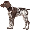 https://www.americanbreeder.com/images/com_adsmanager/categories/132cat_t.jpg