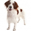 https://www.americanbreeder.com/images/com_adsmanager/categories/136cat_t.jpg