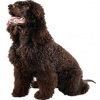 https://www.americanbreeder.com/images/com_adsmanager/categories/138cat_t.jpg