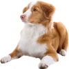 https://www.americanbreeder.com/images/com_adsmanager/categories/140cat_t.jpg