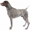 https://www.americanbreeder.com/images/com_adsmanager/categories/141cat_t.jpg