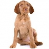 https://www.americanbreeder.com/images/com_adsmanager/categories/148cat_t.jpg